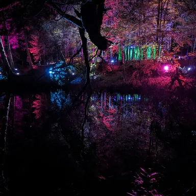 Electric Forest