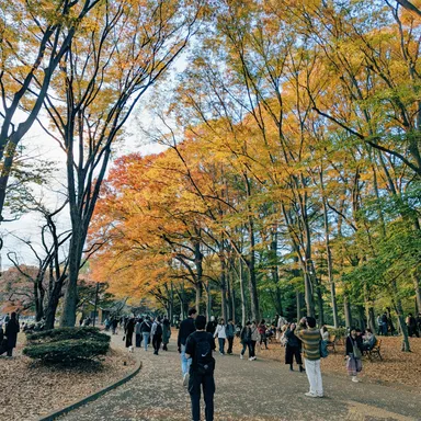 Fall Rhapsody