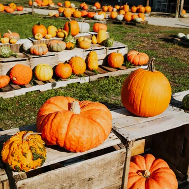 Harvest Festival