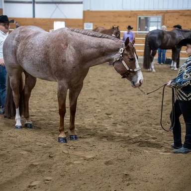 Ontario Quarter Horse Summer Finale