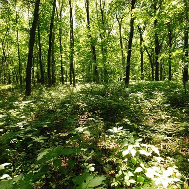 Belmont Mound State Park