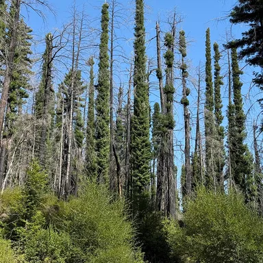 Big Basin Redwoods