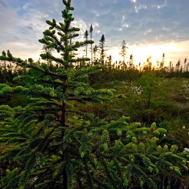 Big Bog State Park