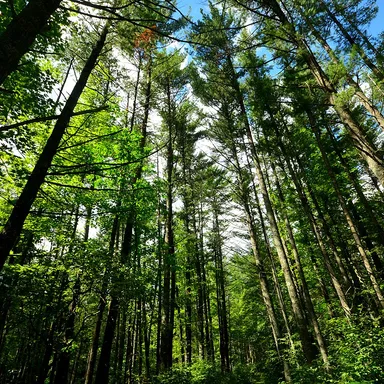 Council Grounds State Park