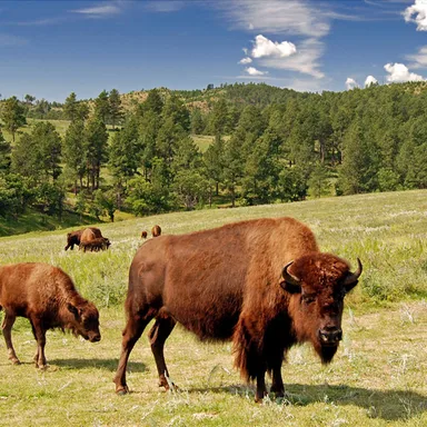 Custer State Park