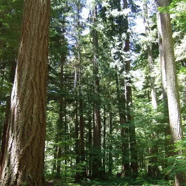 Federation Forest State Park