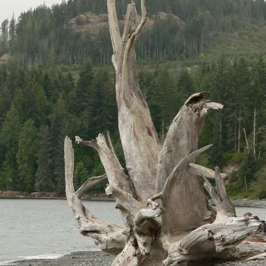 French Beach Provincial Park