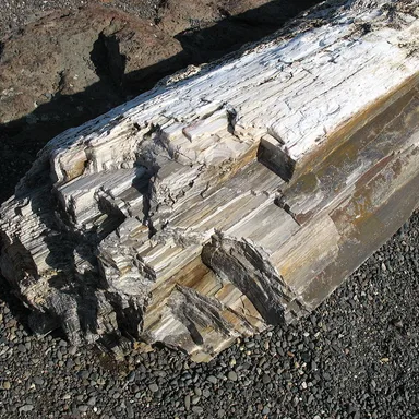 Ginkgo Petrified Forest State Park