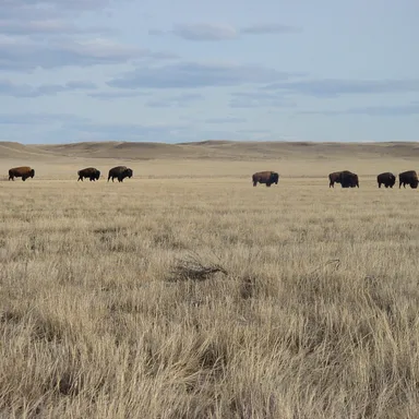 Grasslands National Park