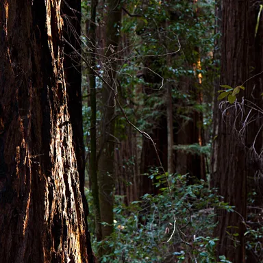 Hendy Woods State Park