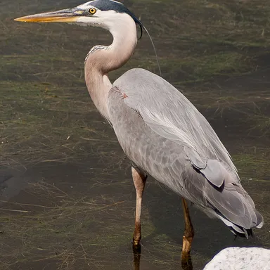 Huntington Beach State Park
