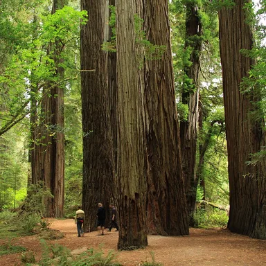Jedediah Smith Redwoods State Park