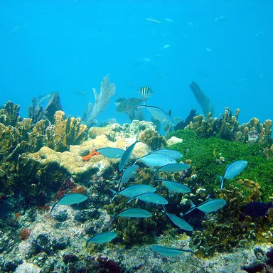 John Pennekamp Coral Reef State Park