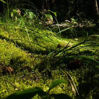 Lac La Hache Provincial Park