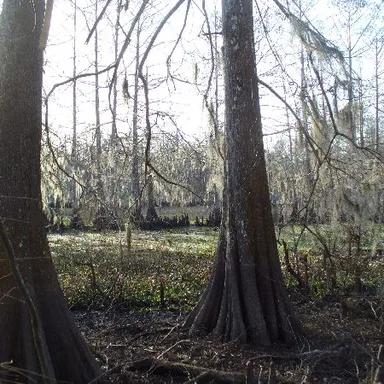 Lake Fausse Pointe State Park