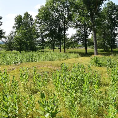 Lizard Mound State Park