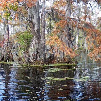 Merchants Millpond State Park