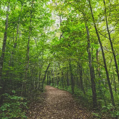 Nerstrand Big Woods State Park