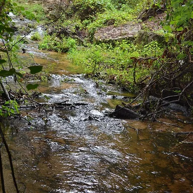 Poinsett State Park