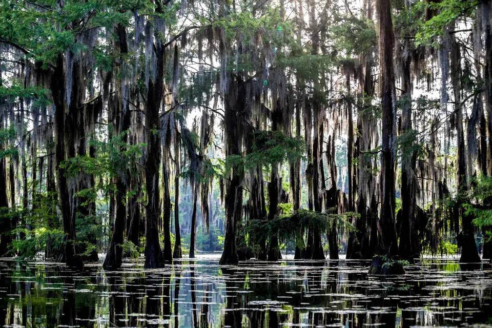 A view of a Louisiana swamp