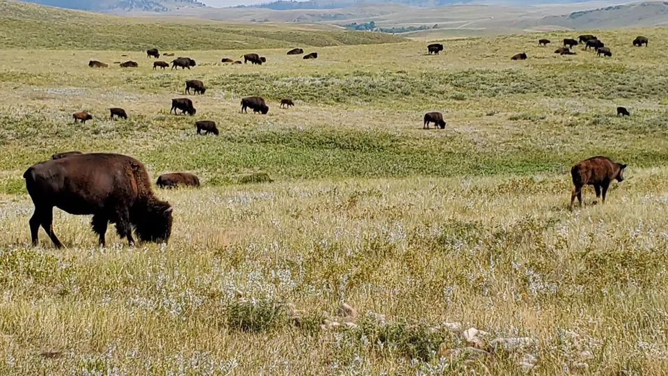 Buffalo herd Buffalo grazing on the plains