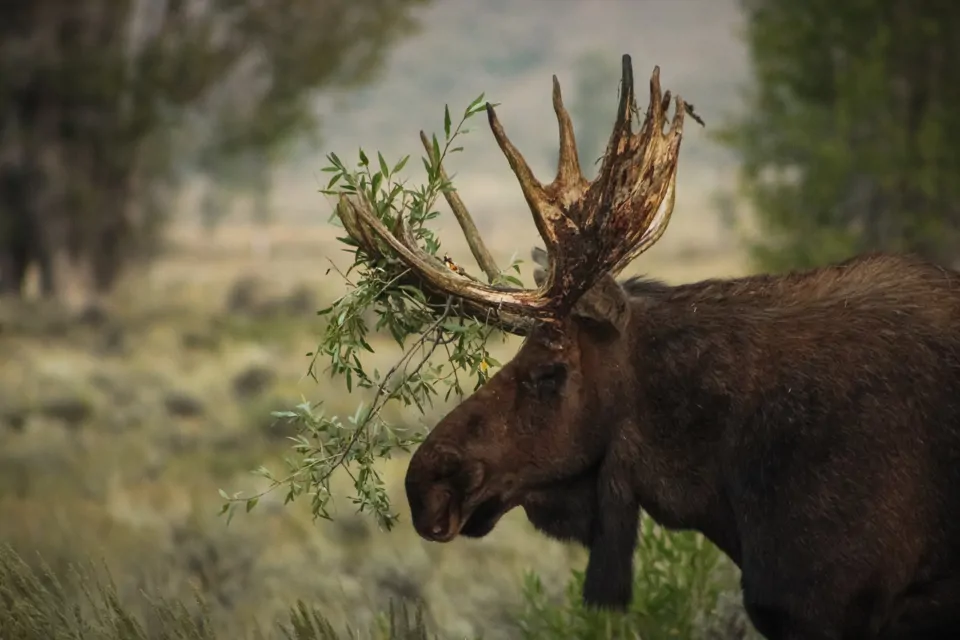 A moose with leaves in its antlers