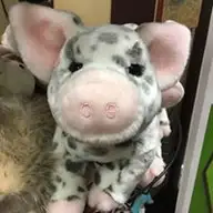 Tara M.