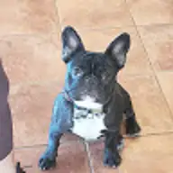 Rafael S.