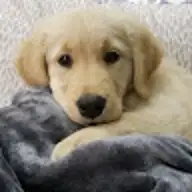 ENZO -.