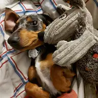 Pettina L.
