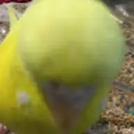 Bob B.