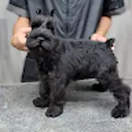Javier A.