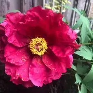 Carol R.