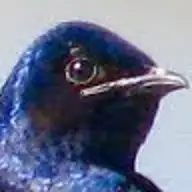 Del M.