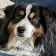 Norma D.