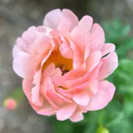 Melissa S.