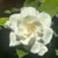 Maria G.