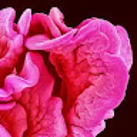 rosette D.