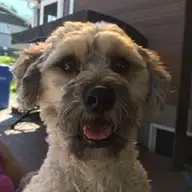Pierre D.