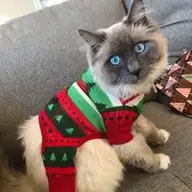 Sarah F.