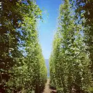 Mark T.