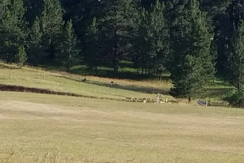 Suzies Camp
