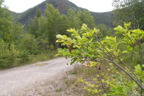 Lomond Campground - Gros Morne National Park