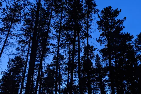 Ferguson Hill - Cypress Hills Interprovincial Park - Alberta