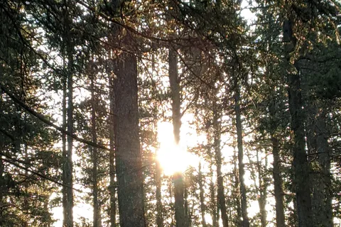 Ferguson Hill - Cypress Hills Interprovincial Park - Alberta