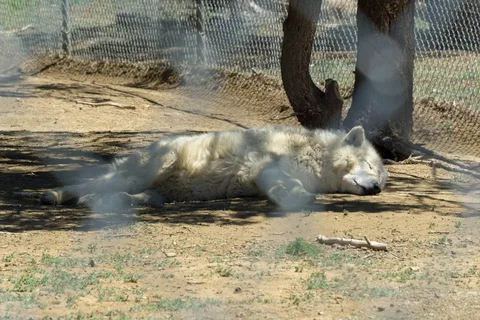 Wild Spirit Wolf Sanctuary