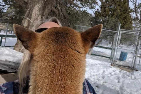 Wild Spirit Wolf Sanctuary