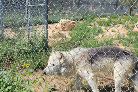 Wild Spirit Wolf Sanctuary