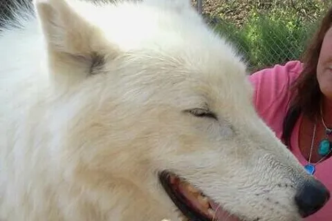 Wild Spirit Wolf Sanctuary