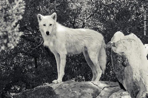 Wild Spirit Wolf Sanctuary